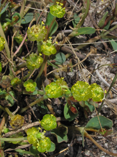 Euphorbia ipecacuanhae (American ipecac)