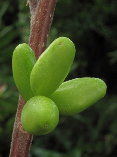 Leitneria floridana (Corkwood)
