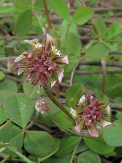 Trifolium carolinianum (Carolina clover )