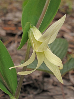 Uvularia floridana (Florida bellwort)