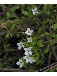 Houstonia micrantha (Southern bluet )