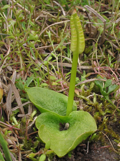 Ophioglossum crotalophoroides var. crotalophoroides (Bulbous adder's-tongue)