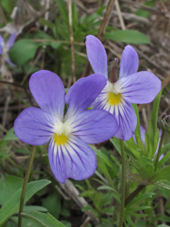 Viola bicolor (Field pansy)