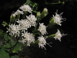Ageratina altissima var. altissima (White snakeroot)