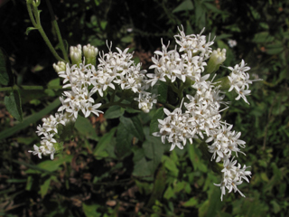 Ageratina aromatica var. aromatica (Lesser snakeroot)