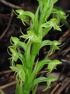 Habenaria repens (Waterspider bog orchid)