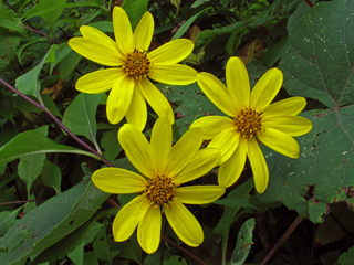 Helianthus decapetalus (Thinleaf sunflower)