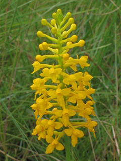Platanthera integra (Yellow fringeless orchid)