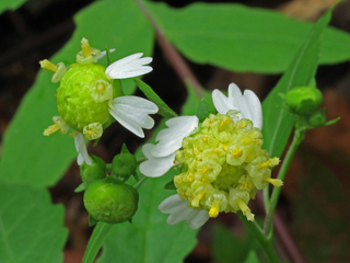 Polymnia laevigata (Tennessee leafcup)