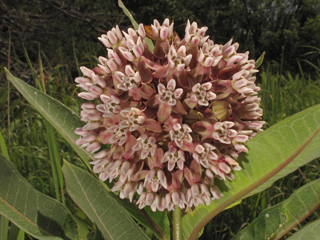 Asclepias syriaca (Common milkweed)
