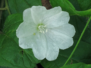 Stylisma humistrata (Southern dawnflower)