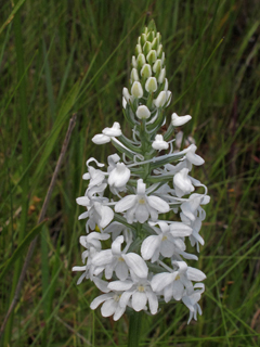 Platanthera nivea (Snowy orchid)