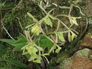 Epidendrum magnoliae var. magnoliae (Green fly orchid)