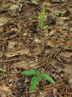 Botrychium biternatum (Sparselobe grapefern)
