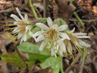 Prenanthes carrii (Carr's rattlesnake-root)