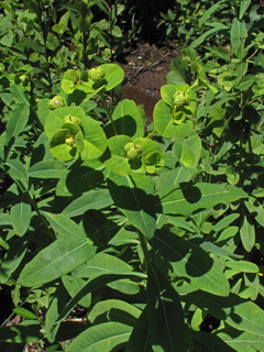 Euphorbia purpurea (Darlington's glade spurge)