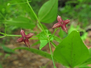 Galium latifolium (Purple bedstraw)