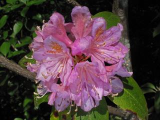 Rhododendron minus (Piedmont rhododendron)
