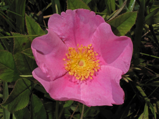 Rosa palustris (Swamp rose)