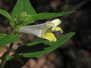 Melampyrum lineare var. latifolium (Narrowleaf cowwheat)