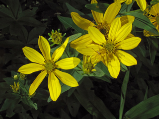 Coreopsis major (Greater tickseed)