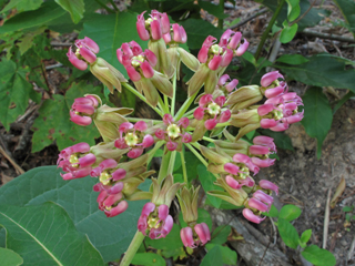 Asclepias amplexicaulis (Clasping milkweed)