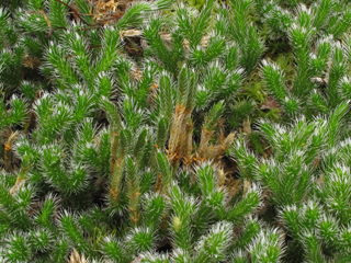 Selaginella acanthonota (Spiny spikemoss)