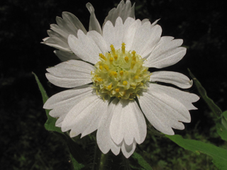 Polymnia canadensis (Whiteflower leafcup)