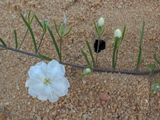 Stylisma pickeringii var. pickeringii (Pickering's dawnflower)