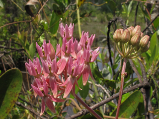 Asclepias rubra (Red milkweed)