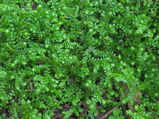 Selaginella apoda (Meadow spikemoss )