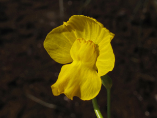 Utricularia floridana (Florida yellow bladderwort)