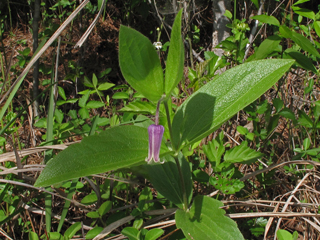 Clematis fremontii (Fremont's leather-flower)