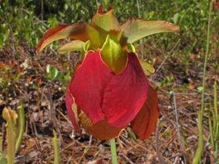 Sarracenia rubra ssp. alabamensis (Alabama pitcherplant)