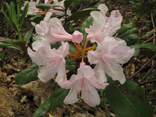 Rhododendron chapmanii (Chapman's rhododendron)