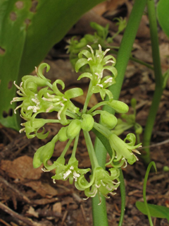 Smilax rotundifolia (Roundleaf greenbriar)