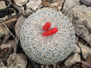 Epithelantha micromeris (Pingpong ball cactus)