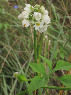 Cyclanthera naudiniana (Hill country cyclanthera)