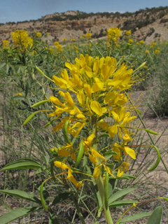 Peritoma lutea (Yellow bee-plant)