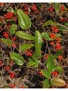 Smilax pumila (Sarsaparilla vine)