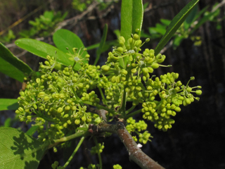Nyssa biflora (Swamp tupelo)