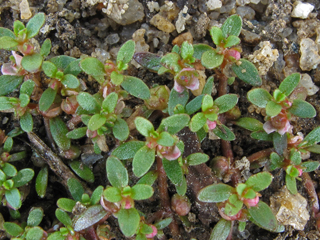 Elatine brachysperma (Shortseed waterwort )