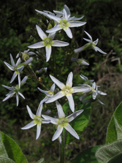 Amsonia ludoviciana (Louisiana bluestar)