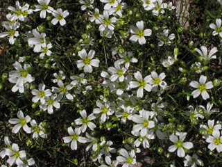 Minuartia glabra (Appalachian stitchwort)