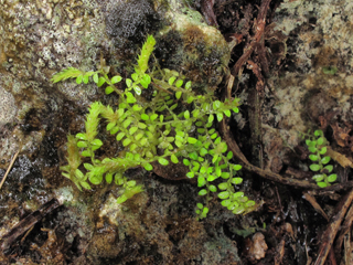 Selaginella eatonii (Eaton's spikemoss)