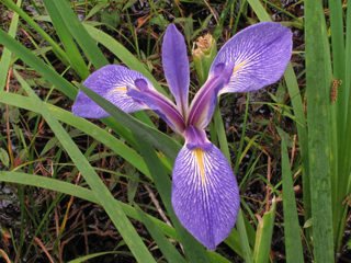 Iris hexagona (Dixie iris)