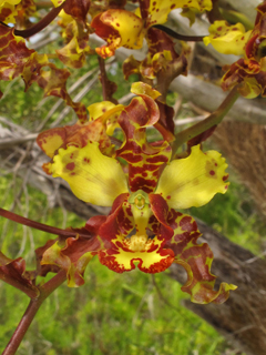 Cyrtopodium punctatum (Cowhorn orchid)