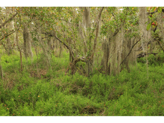 Conocarpus erectus (Button mangrove)