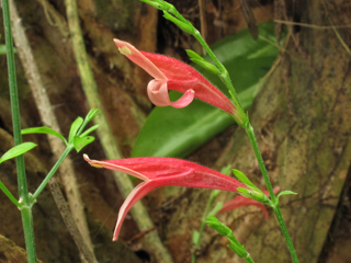 Dicliptera sexangularis (Sixangle foldwing)