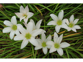 Zephyranthes atamasca (Atamasco lily)